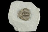 Eldredgeops Trilobite Fossil - Silica Shale, Ohio #188840-4